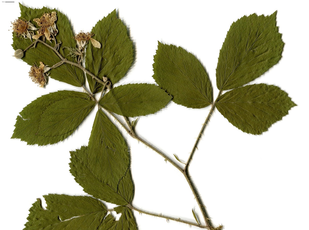 Rubus hirtus (Rosaceae)